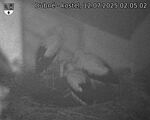 Capi_Dubne_20250712_020502.jpg