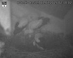 Capi_Dubne_20250712_021003.jpg