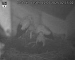 Capi_Dubne_20250712_021502.jpg