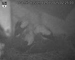 Capi_Dubne_20250712_022503.jpg