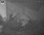 Capi_Dubne_20250712_024002.jpg