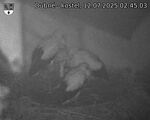 Capi_Dubne_20250712_024503.jpg