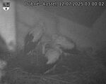 Capi_Dubne_20250712_030002.jpg