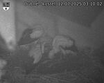 Capi_Dubne_20250712_031002.jpg