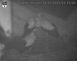 Capi_Dubne_20250712_031502.jpg
