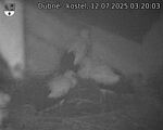Capi_Dubne_20250712_032003.jpg
