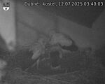 Capi_Dubne_20250712_034003.jpg