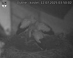 Capi_Dubne_20250712_035002.jpg
