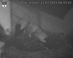 Capi_Dubne_20250712_040502.jpg