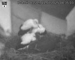 Capi_Dubne_20250712_043503.jpg