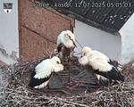 Capi_Dubne_20250712_050503.jpg