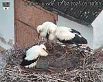 Capi_Dubne_20250712_051003.jpg