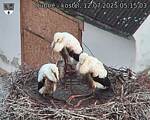Capi_Dubne_20250712_051503.jpg
