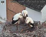 Capi_Dubne_20250712_053504.jpg