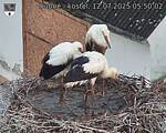 Capi_Dubne_20250712_055002.jpg