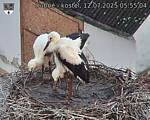 Capi_Dubne_20250712_055504.jpg