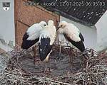 Capi_Dubne_20250712_060503.jpg