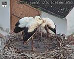 Capi_Dubne_20250712_061003.jpg