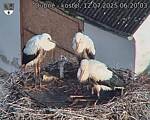 Capi_Dubne_20250712_062003.jpg