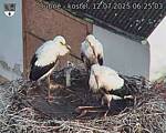 Capi_Dubne_20250712_062503.jpg