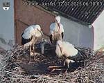 Capi_Dubne_20250712_063003.jpg