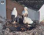 Capi_Dubne_20250712_063504.jpg