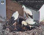 Capi_Dubne_20250712_064004.jpg