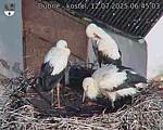 Capi_Dubne_20250712_064503.jpg
