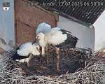 Capi_Dubne_20250712_065004.jpg