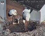 Capi_Dubne_20250712_065503.jpg