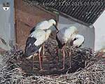 Capi_Dubne_20250712_070003.jpg