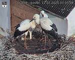 Capi_Dubne_20250712_070504.jpg