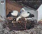 Capi_Dubne_20250712_071003.jpg
