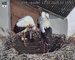 Capi_Dubne_20250712_071503.jpg