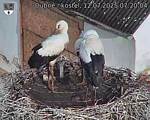 Capi_Dubne_20250712_072004.jpg