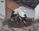 Capi_Dubne_20250712_072502.jpg