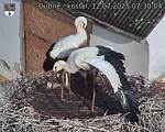 Capi_Dubne_20250712_073004.jpg