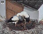 Capi_Dubne_20250712_073504.jpg