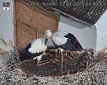 Capi_Dubne_20250712_074003.jpg