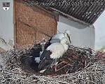 Capi_Dubne_20250712_075004.jpg