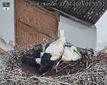 Capi_Dubne_20250712_075502.jpg