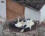 Capi_Dubne_20250712_080504.jpg