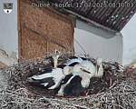 Capi_Dubne_20250712_081003.jpg