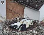 Capi_Dubne_20250712_081503.jpg