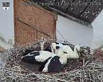 Capi_Dubne_20250712_082004.jpg