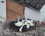 Capi_Dubne_20250712_082503.jpg