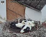 Capi_Dubne_20250712_083003.jpg