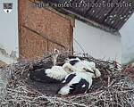 Capi_Dubne_20250712_085004.jpg