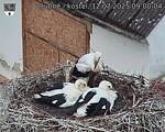 Capi_Dubne_20250712_090004.jpg