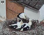 Capi_Dubne_20250712_090503.jpg